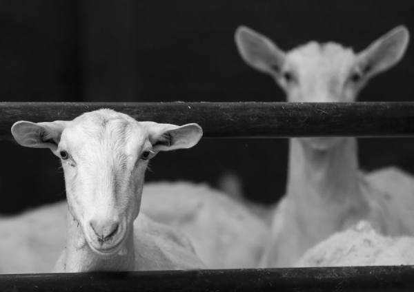 Photograph Gert Van Den Bosch Two on One Eyeland
